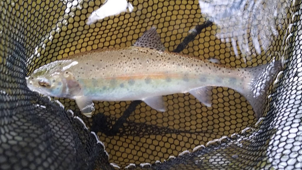 Photo of the fin perfect Rainbow